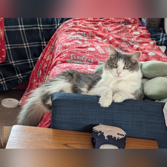 Support Kayla Coloring Bird - Picture 3 of 3